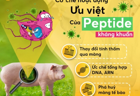 Peptide kháng khuẩn - giải pháp mới thay thế kháng sinh trong thức ăn chăn nuôi
